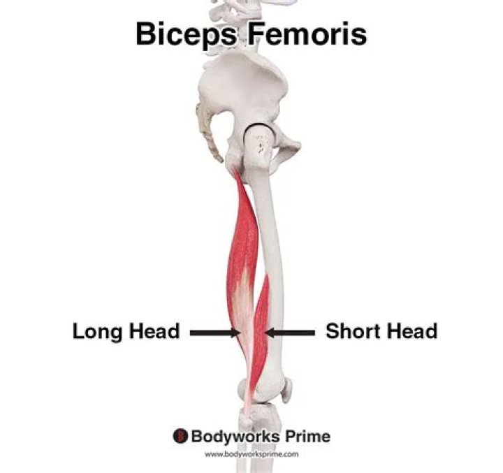 What is a bicep femoris