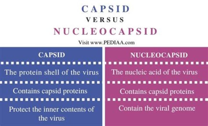 What is a capsid simple definition