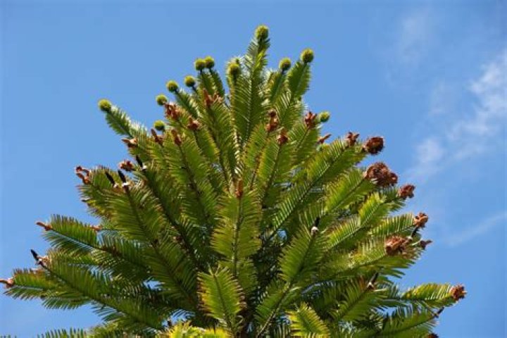 What is a dinosaur tree