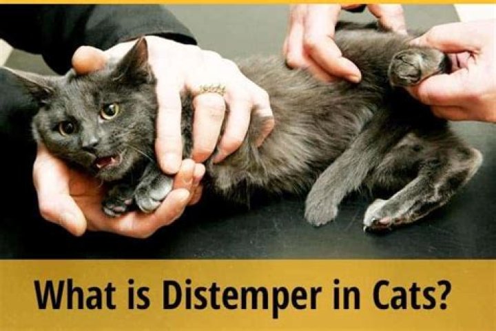 What Is A Distemper Shot For Cats