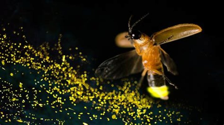 What is a female firefly called