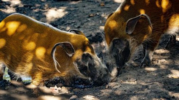 What is a group of red river hogs called