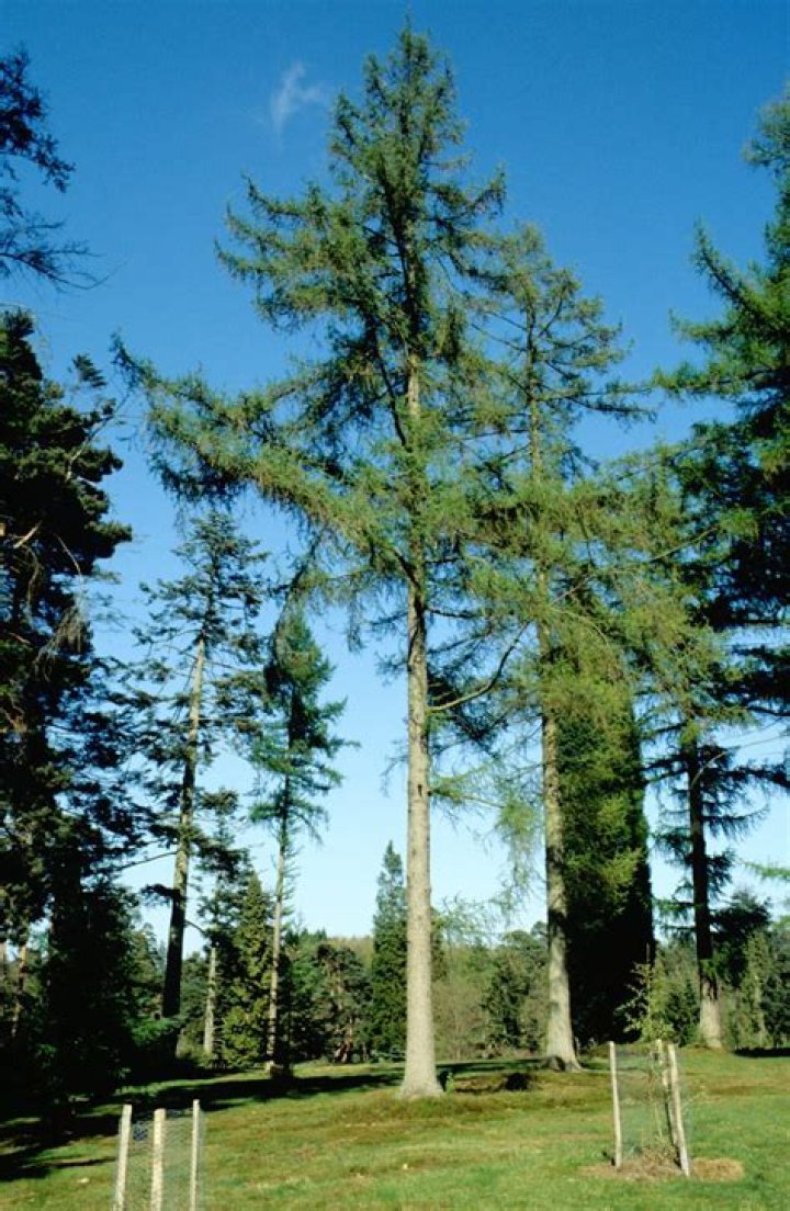 What is a larch tree used for