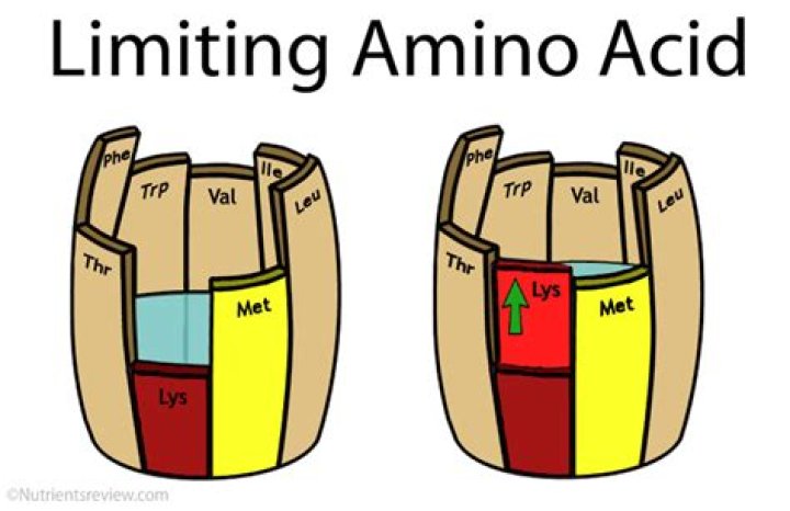 What is a limiting amino acid