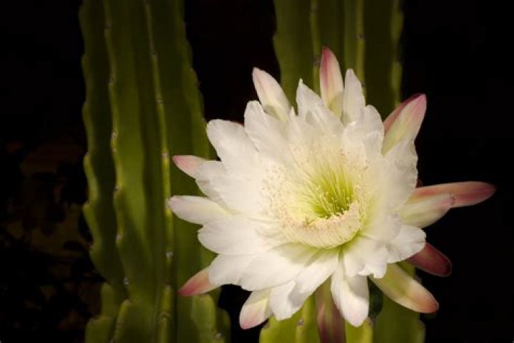 What is a night blooming cereus plant