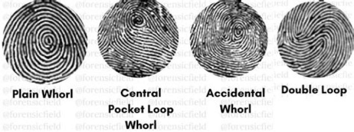 What is a plain whorl fingerprint