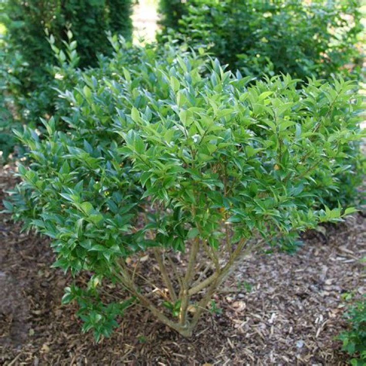 What is a privet shrub