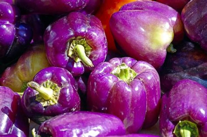 What is a purple pepper