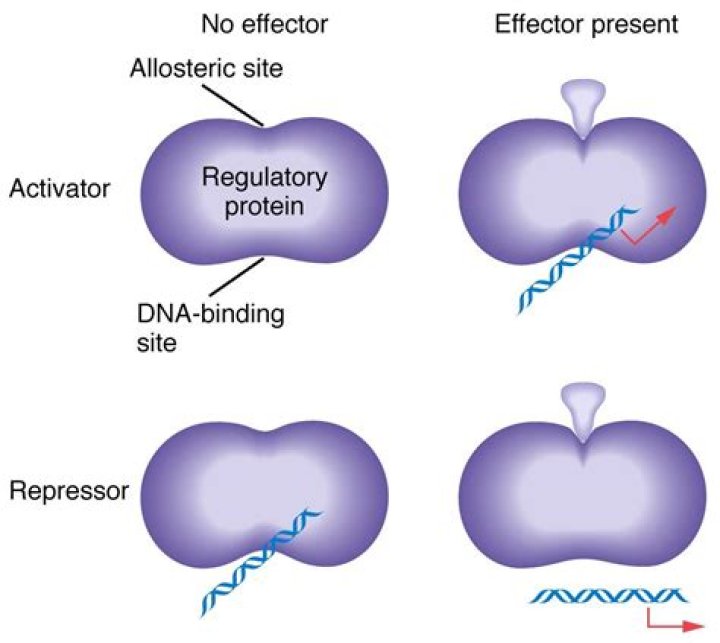 What is a regulatory protein