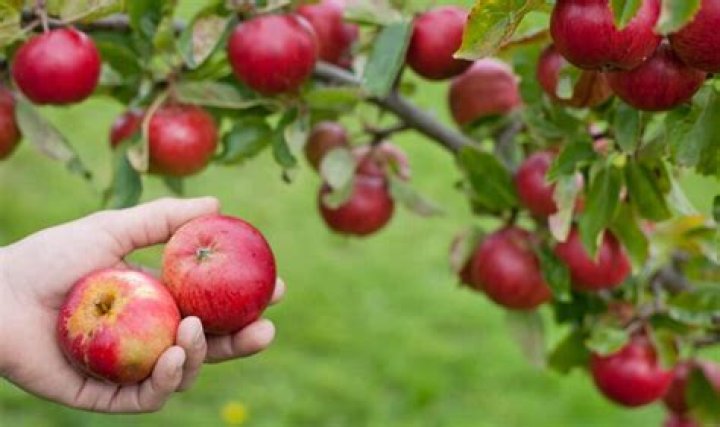 What is a rootstock for Apple