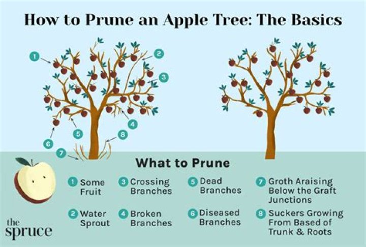What is a standard apple tree
