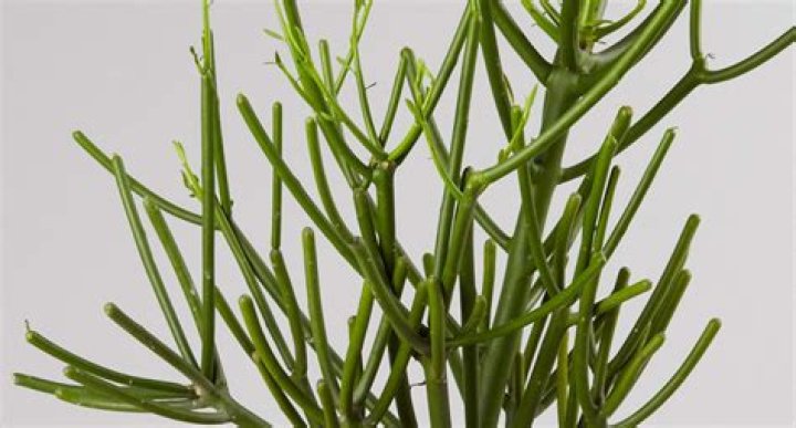 What is a stick plant