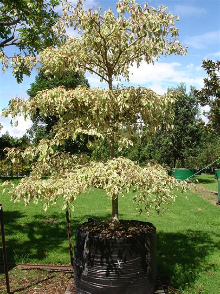 What is a wedding cake tree