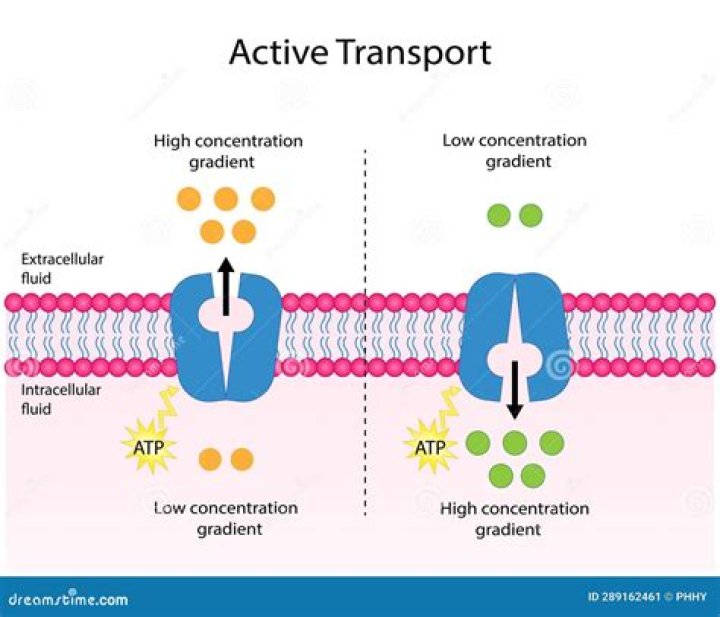 What is active transport in cell membrane