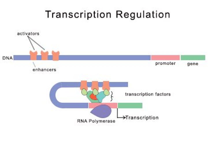What is an activator in transcription