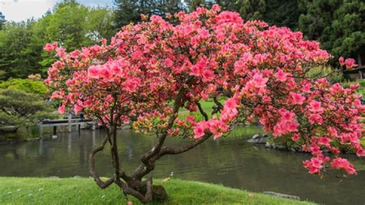What is an azalea tree