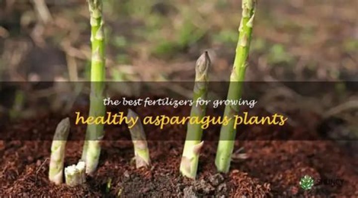 What is best fertilizer for asparagus