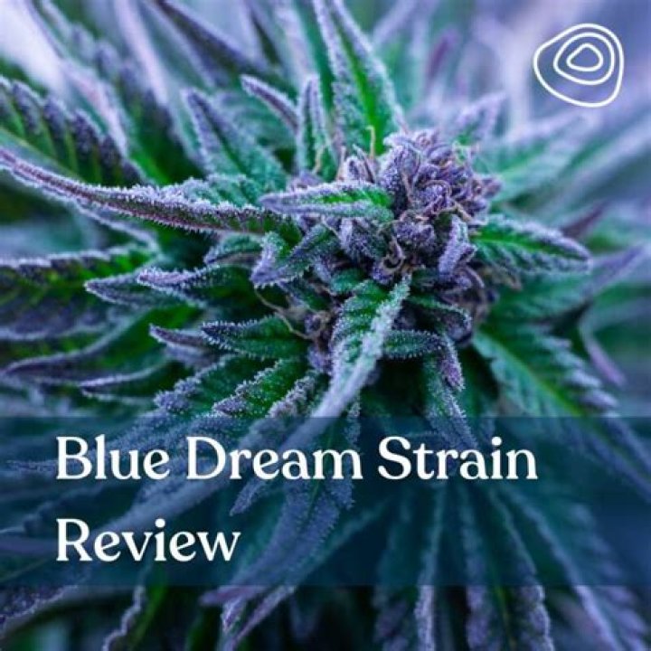 What is Blue Dream strain good for