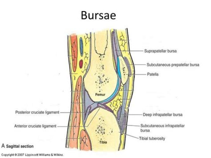 What is bursa in anatomy