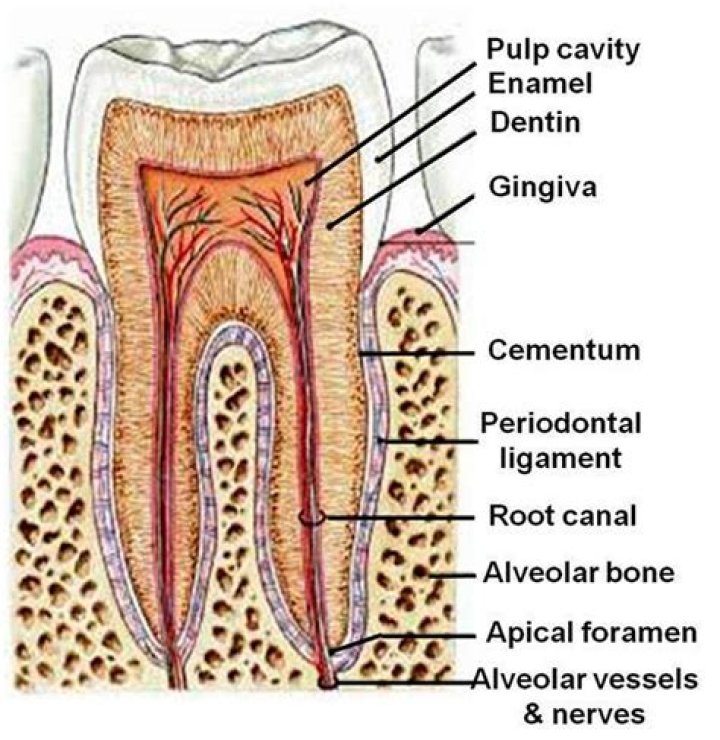 What is cementum in teeth