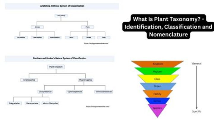 What is classification and nomenclature