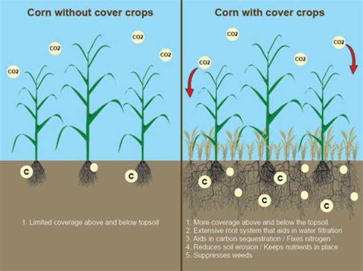 What is cover crop in agriculture