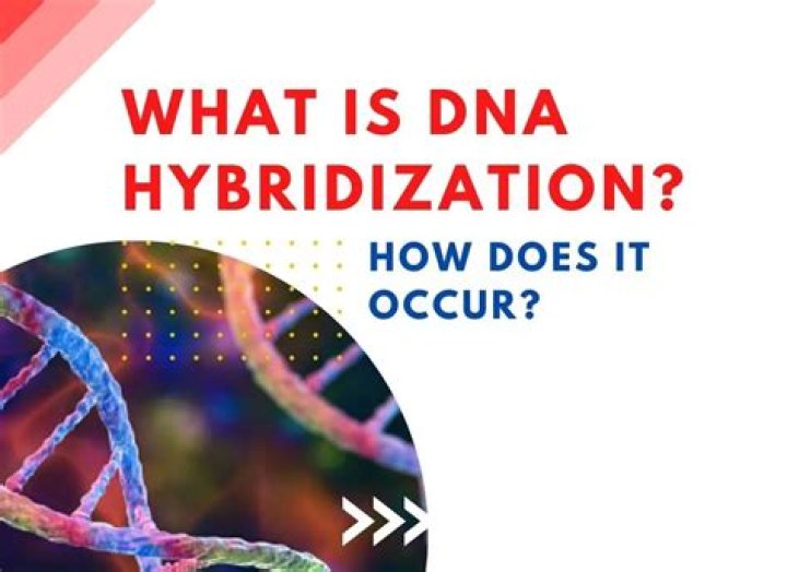 What is DNA hybridisation and why is it useful