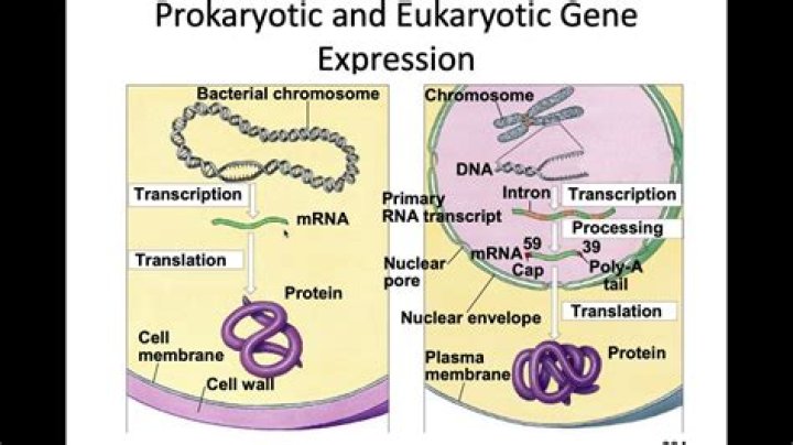 What is eukaryotic gene expression