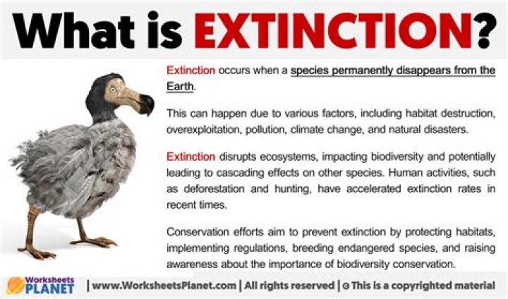 What is extinction behavior