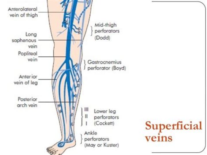 What is gastrocnemius vein