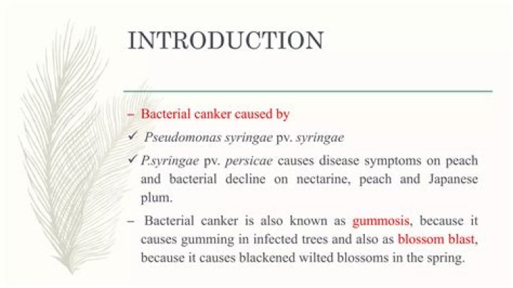 What is gummosis disease