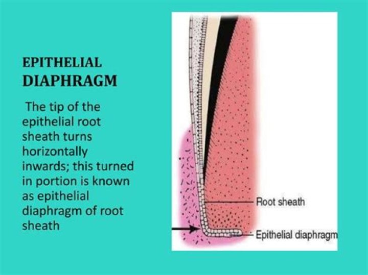 What is Hertwig epithelial root sheath