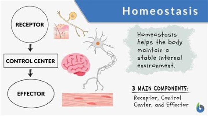 What is homeostasis in psychology
