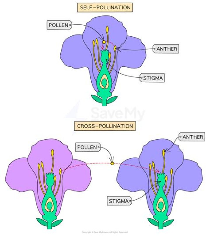 What is it called when a business expands