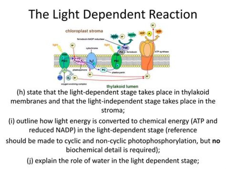 What is light reaction explain