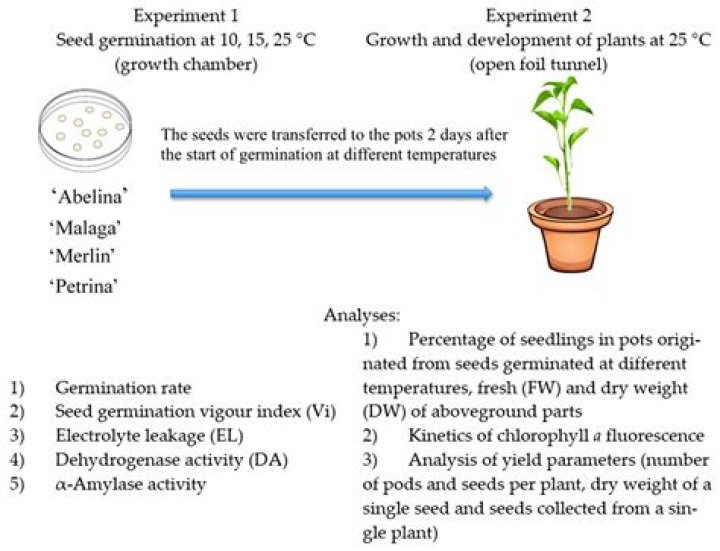 What is mean germination time