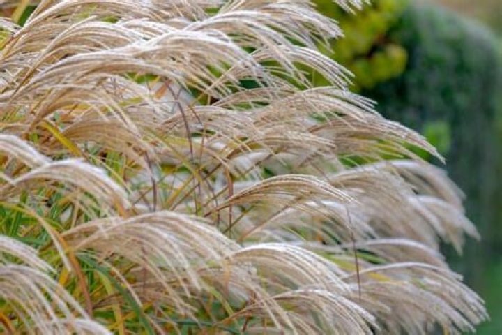 What is Miscanthus grass used for