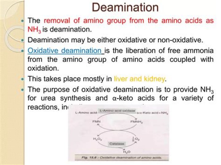 What is oxidative deamination reaction