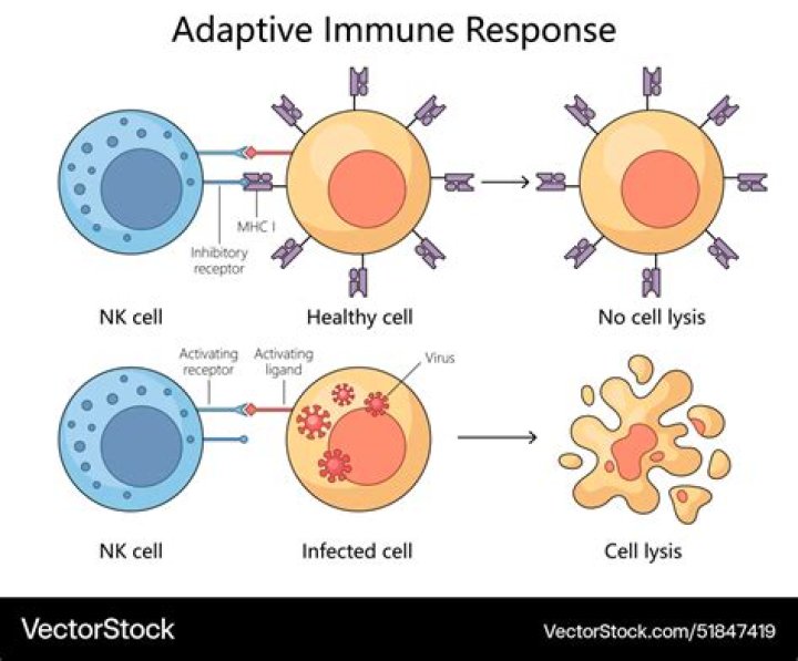 What is part of the adaptive immune response