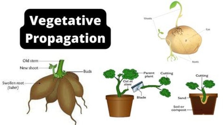 What is planting and plant propagation