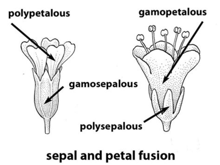 What is Polypetalous and Gamopetalous