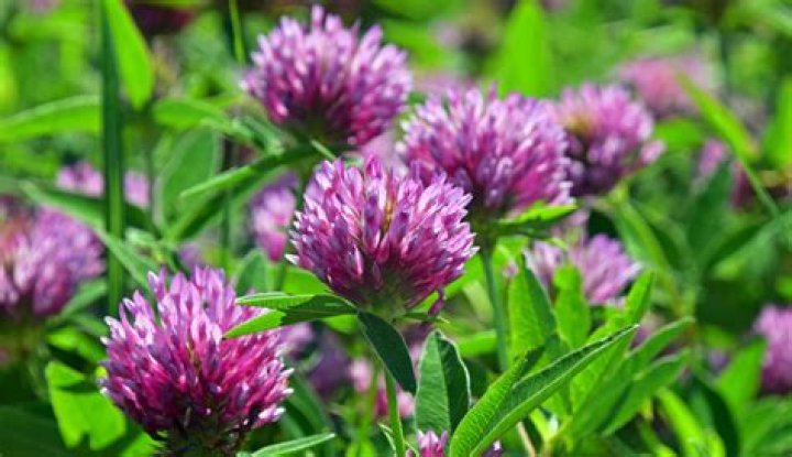 What is purple clover used for