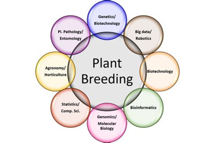 What is selection in plant breeding