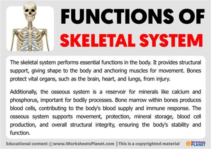 What is skeletal system parts and functions