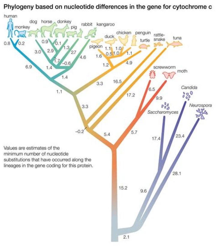 What is Systematics how is it used to develop phylogenetic trees