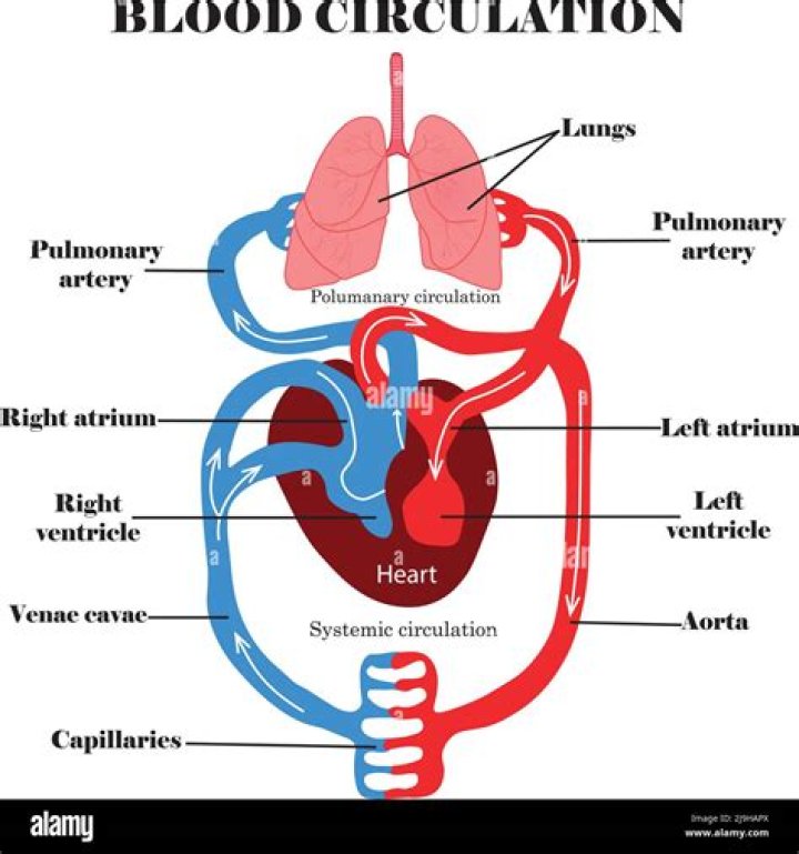 What is systemic blood circulation