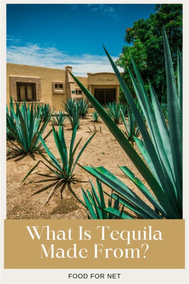 What is Tequila Made From?