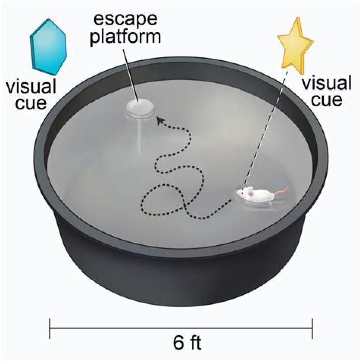 What is the AIMSWeb maze test