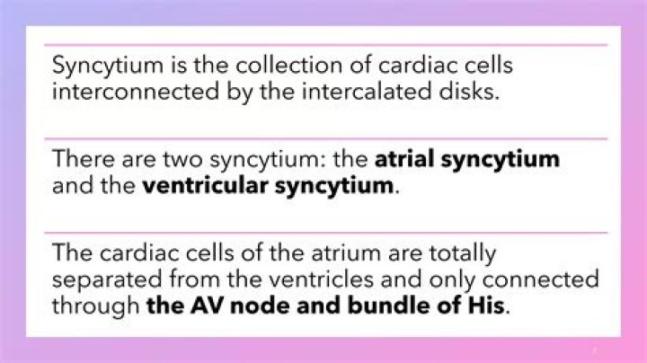 What is the atrial syncytium