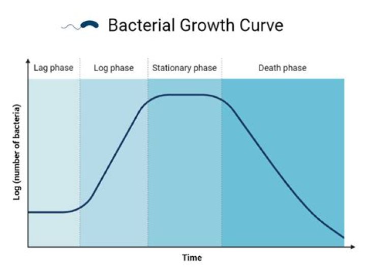What is the bacterial growth curve